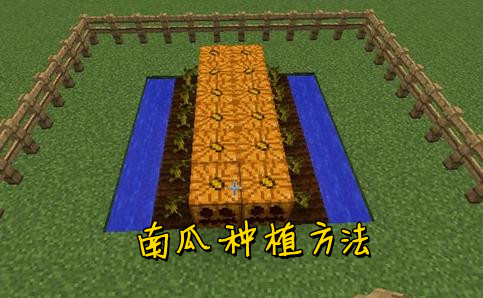 我的世界南瓜种植技巧