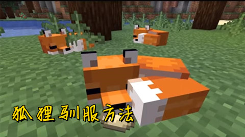 我的世界狐狸驯服方法